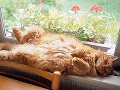 Window Sill Slumber